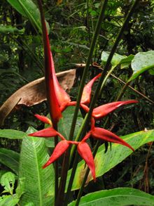 COSTA RICA: Rio Celeste National Park, Tenorio Volcano, Costa Rica