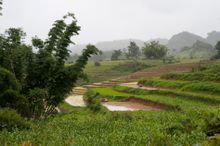 MYANMAR: Rice terraces at Loikaw