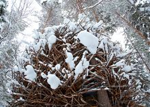 Treehotel Bird's Nest covered in snow 