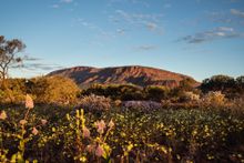 Wildflowers at Mt Augustus_credit @RobMulally and @GeorgiaRickard