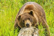 The Alaska Wildlife Conservation Center gives visitors a new perspective on bears with the opening of their new boardwalk.