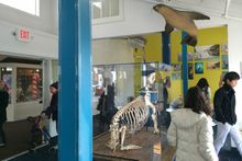 The Sea Lion Center Opens at PIER 39