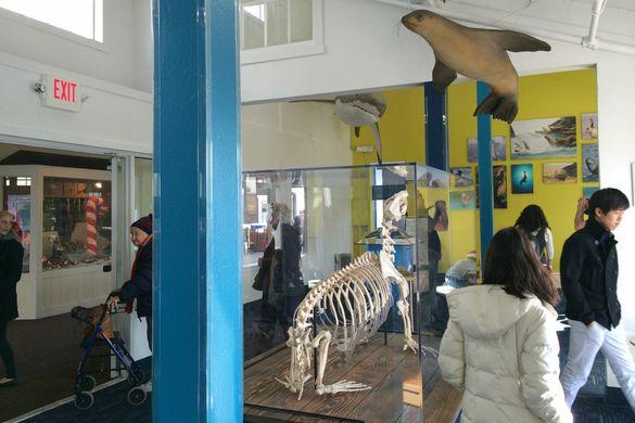 The Sea Lion Center Opens at PIER 39