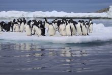 Commonwealth Bay, Antarctica