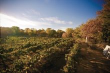 Verde Valley Wine Trail