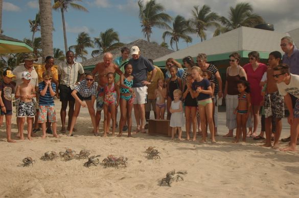 Crab racing on the beach at Nisbet Plantation Beach Club, Nevis