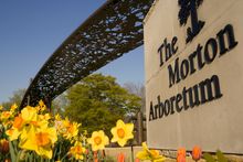 Morton Arboretum