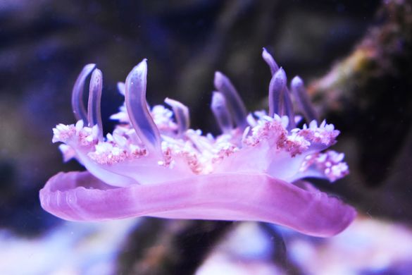 Upside Down Jellyfish