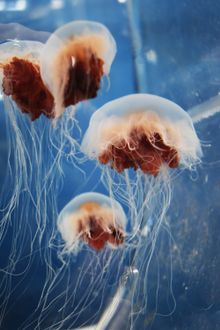 Lion's Mane Jellyfish