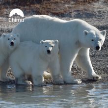 Polar bears in the Arctic