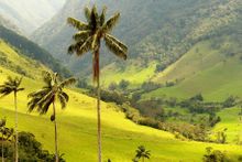 Colombia Coffee Triangle