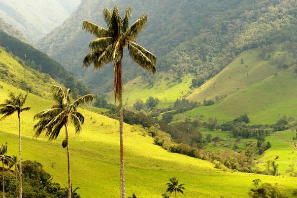 Colombia Coffee Triangle
