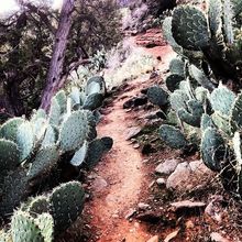 Airport Loop Trail