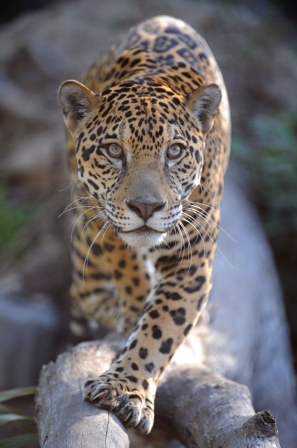 Visit jaguars at Zoo Miami's Amazon and Beyond exhibit