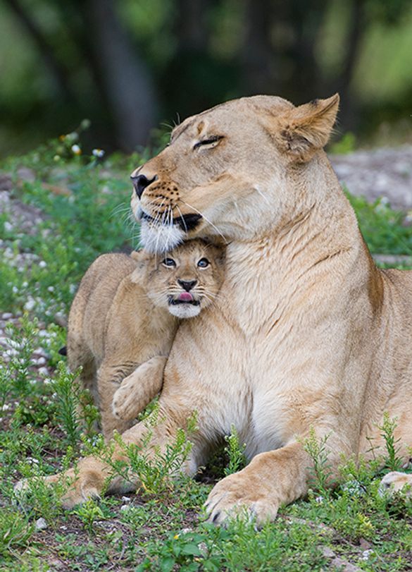 African Lion