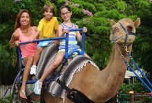 Humpy's Camel Rides