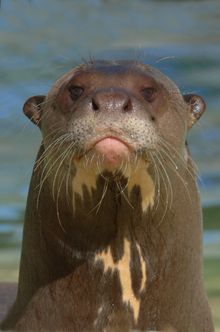 Giant River Otter