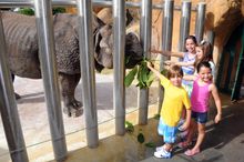 Kaziranga Camp Rhino Encounter