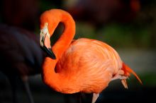 American Flamingo