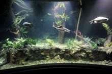 Flooded Forest Aquarium
