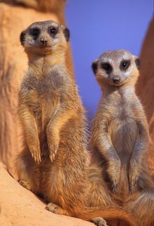 Meerkat