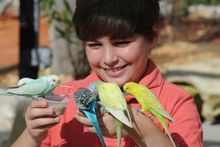 Wings Down Under: A Parrot Feeding Adventure
