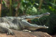 Orinoco Crocodile