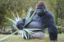Western Lowland Gorilla