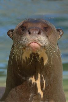 Giant River Otter