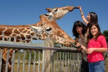 Samburu Giraffe Feeding Station