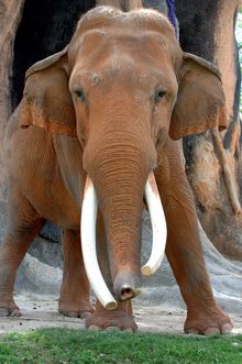 Asian Elephant