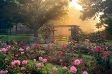 Whetstone Park of Roses