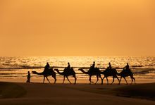 Camels Morocco