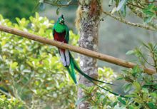 RWH Wildlife in Costa Rica