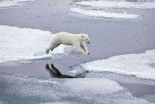 Jumping Polar Bear
