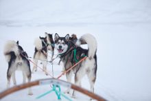 Husky Sledding in Svalbard