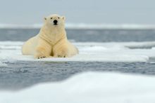 Polar Bear in Svalbard