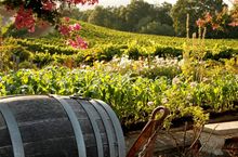 Sonoma Wine Country offers the good life in California, just 45 minutes from San Francisco