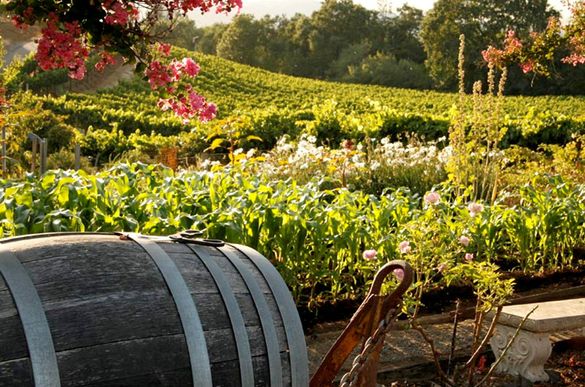 Sonoma Wine Country offers the good life in California, just 45 minutes from San Francisco