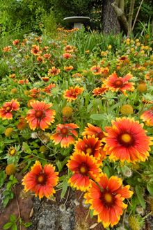 Luther Burbank Gardens