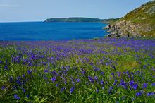 Photo credit: Salcombe bluebells by Gary Holpin