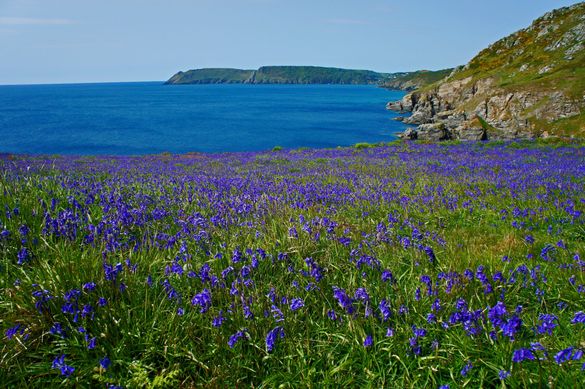 Photo credit: Salcombe bluebells by Gary Holpin