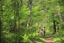 HOSHINOYA Karuizawa - Birdwatching