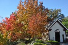 Fall color at the Historic Groveland Jail, Highway 120