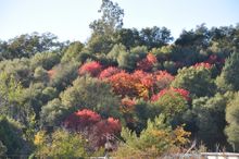 Fall color on Washington Street in Downtown Sonora