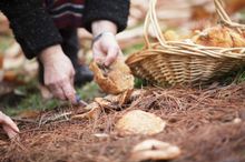 High Country Harvest event Autumn Harvest Forage