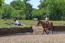 Riding in the New Forest