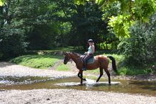 Riding in the New Forest