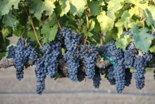 Merlot grapes are being harvested at Jordan Vineyard and Winery in Sonoma County, California.