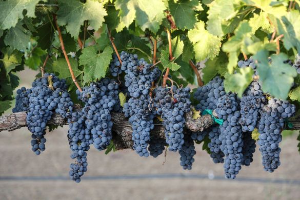 Merlot grapes are being harvested at Jordan Vineyard and Winery in Sonoma County, California.